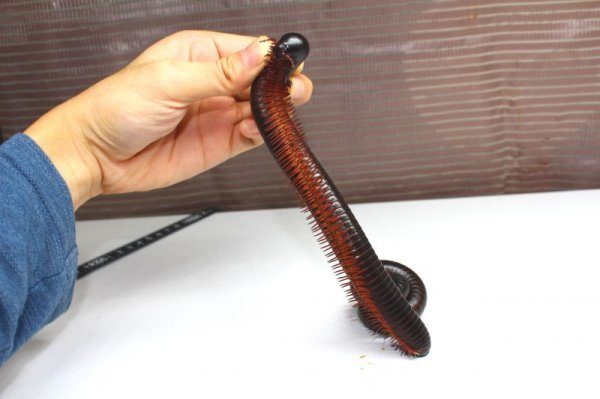 画像7: タンザニアジャイアントミリピード　2匹セット♪ (7)