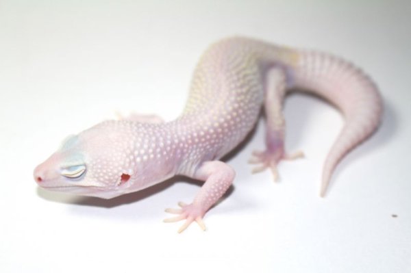 画像6: ブレイジングブリザード　オス　ヒョウモントカゲモドキ (6)