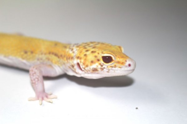 画像5: レイダーサングロースノー　メス　ヒョウモントカゲモドキ (5)