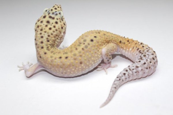 画像6: ブルースポットエクリプス　♀　ヒョウモントカゲモドキ　レオパ　 (6)