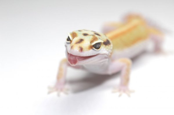 画像4: ホワイトアンドイエロー☆USCB　W＆Y (4)