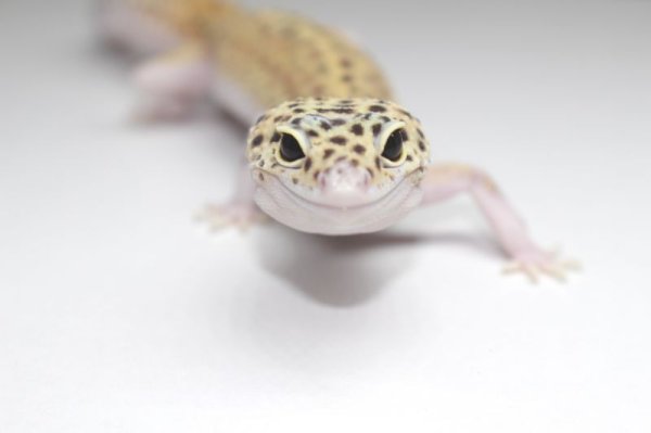 画像3: ブルースポットエクリプス　♀　ヒョウモントカゲモドキ　レオパ　 (3)