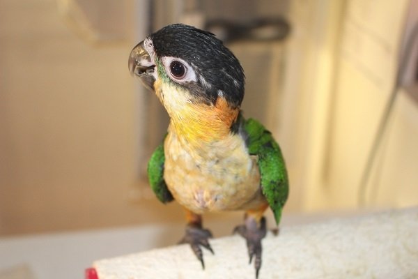 画像3: ズグロシロハラインコＰＨＢＩＩ８Ｆ５６０男の子（お迎え頂きました） (3)