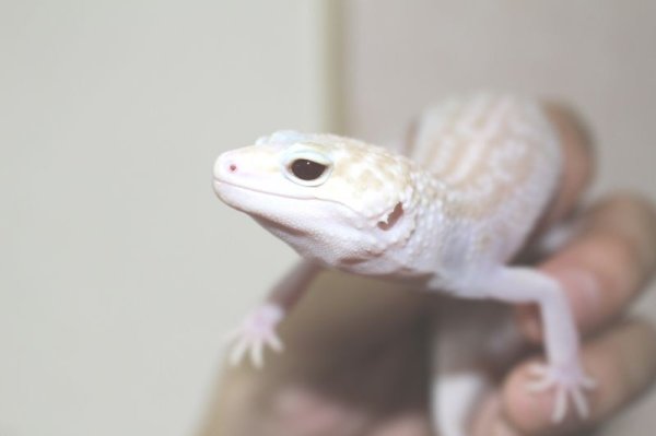 画像5: スーパーラプター　♀　（スーパーマックスノー×ラプター）　　ヒョウモントカゲモドキ (5)