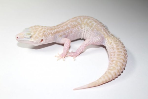 画像2: スーパーラプター　♀　（スーパーマックスノー×ラプター）　　ヒョウモントカゲモドキ (2)