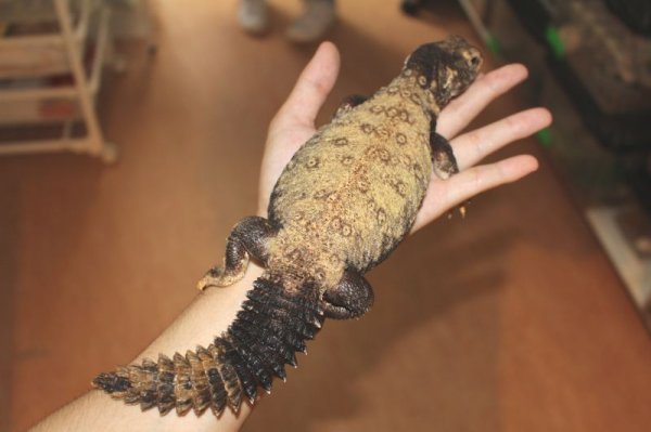 画像8: オビトゲオアガマ　♂♀ペア (8)