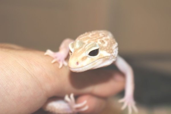 画像4: スーパーマックスノーアルビノリューシ　♀ (4)