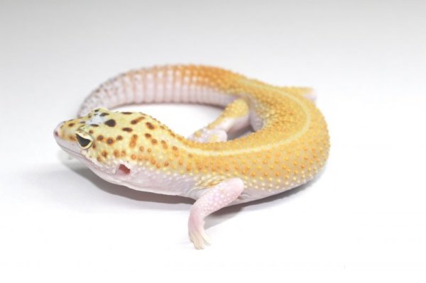 画像4: ブルースポットエクリプス　タンジェリン♂　ヒョウモントカゲモドキ　レオパ　 (4)