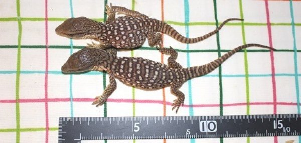 画像2: サバンナモニター　☆ショートボディー☆ (2)