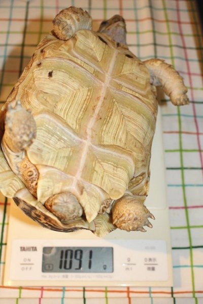 画像5: 商談中ソマリアリクガメセレクト Rift valley産★2015年12月入荷A個体  (5)