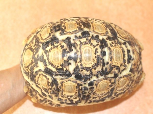 画像3: 商談中ソマリアリクガメセレクト Rift valley産★2015年12月入荷A個体  (3)