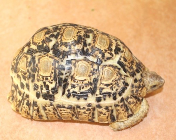 画像2: 商談中ソマリアリクガメセレクト Rift valley産★2015年12月入荷A個体  (2)