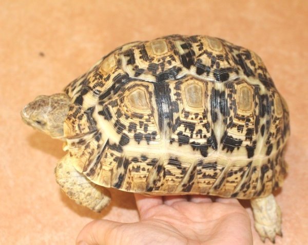 画像4: 商談中ソマリアリクガメセレクト Rift valley産★2015年12月入荷A個体  (4)