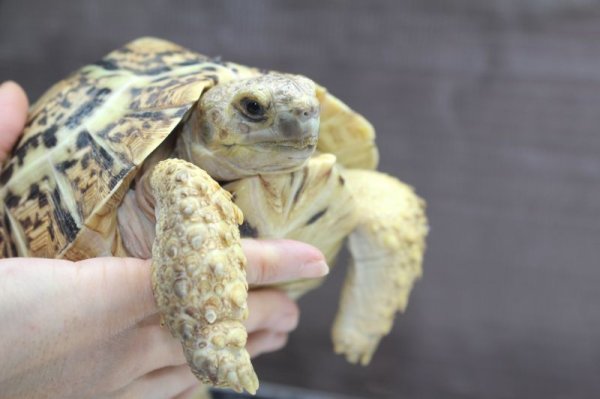 画像9: 商談中ソマリアリクガメセレクト Rift valley産★2015年12月入荷A個体  (9)