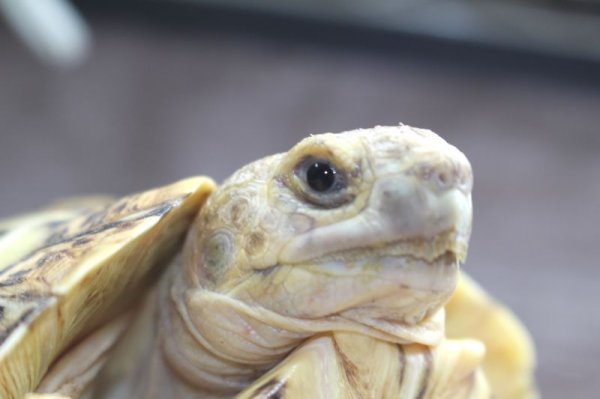 画像7: 商談中ソマリアリクガメセレクト Rift valley産★2015年12月入荷A個体  (7)