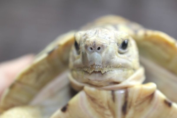 画像8: 商談中ソマリアリクガメセレクト Rift valley産★2015年12月入荷A個体  (8)