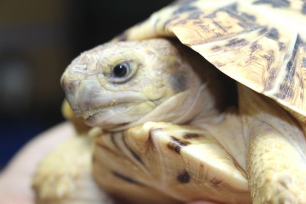 画像6: 商談中ソマリアリクガメセレクト Rift valley産★2015年12月入荷A個体  (6)