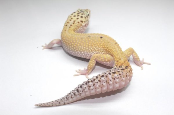 画像2: ブルースポットエクリプス　♀　ヒョウモントカゲモドキ　レオパ　 (2)