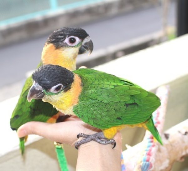 画像5: ズグロシロハラインコＰＨＢＩＩ８Ｆ５６０男の子（お迎え頂きました） (5)