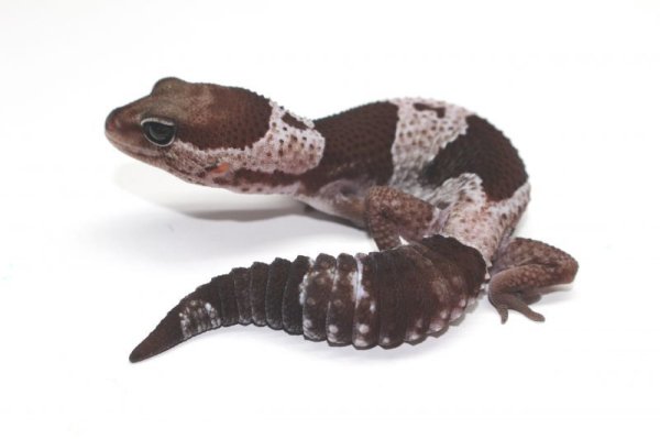 画像2: オレオ　　♀　　ニシアフリカトカゲモドキ (2)