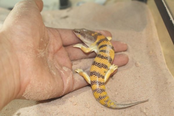 画像4: サンドフィッシュ　スキンク (4)