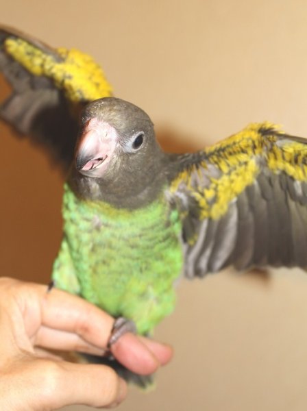 画像2: ムラクモインコＰＨ８Ｆ６４９女の子（お迎え頂きました） (2)