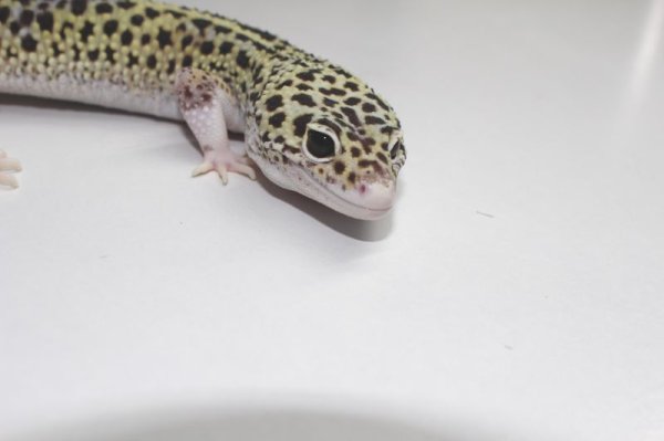 画像4: マックスノーエクリプス（2ソリッドオールブラックアイ）　♂ (4)