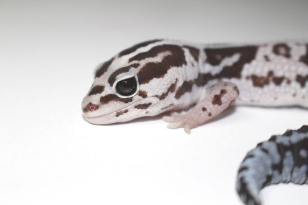 画像5: ホワイトアウトオレオストライプ　♀　　ニシアフリカトカゲモドキ (5)