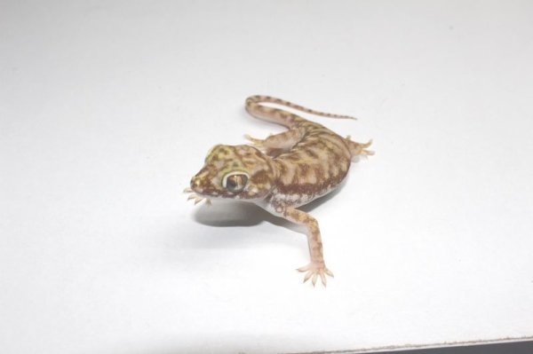 画像6: ペトリハリユビヤモリ　ペア (6)