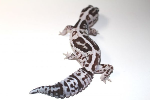 画像4: ホワイトアウトオレオストライプ　♀　　ニシアフリカトカゲモドキ (4)