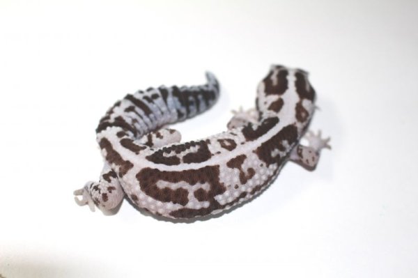 画像2: ホワイトアウトオレオストライプ　♀　　ニシアフリカトカゲモドキ (2)