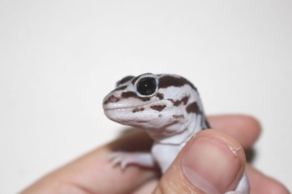 画像6: ホワイトアウトオレオストライプ　♀　　ニシアフリカトカゲモドキ (6)