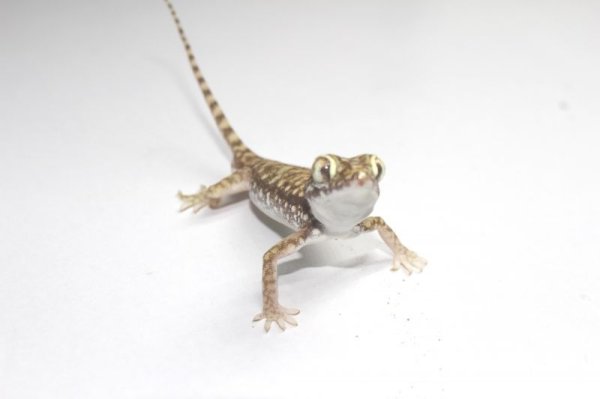 画像4: ペトリハリユビヤモリ　ペア (4)