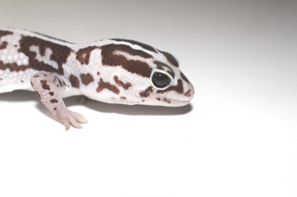 画像3: ホワイトアウトオレオストライプ　♀　　ニシアフリカトカゲモドキ (3)