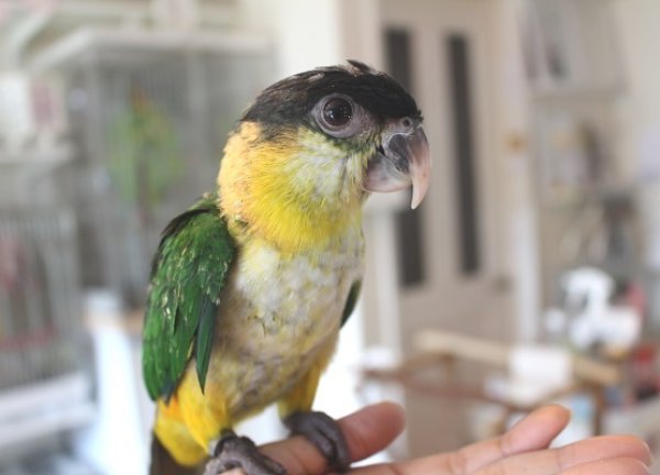 画像3: ズグロシロハラインコＰＨＢＩＩ８Ｆ６５９男の子（お迎えいただきました） (3)