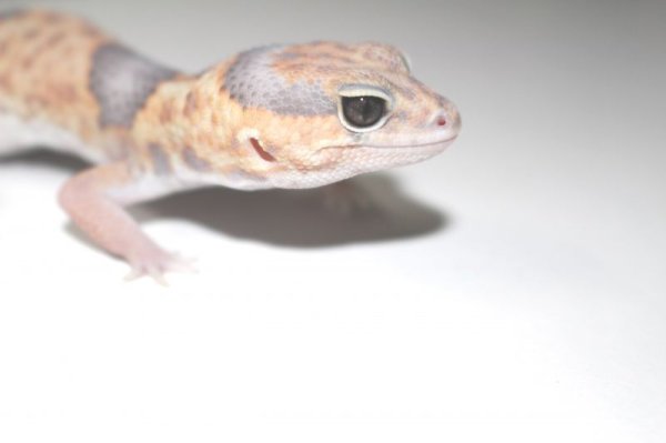 画像4: ホワイトアウトゴースト　♀　ニシアフリカトカゲモドキ (4)