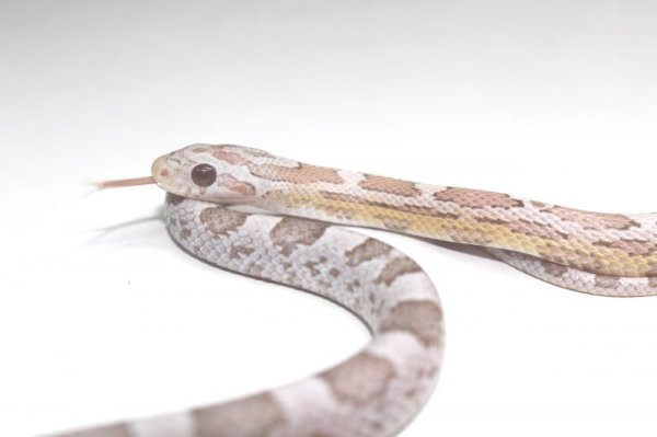 画像2: アネリラヴァ　♂　コーンスネーク (2)