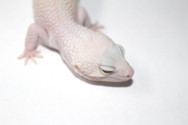 画像7: ブレイジングブリザード　♀　ヒョウモントカゲモドキ (7)