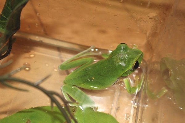 画像5: オキナワアオガエル (5)