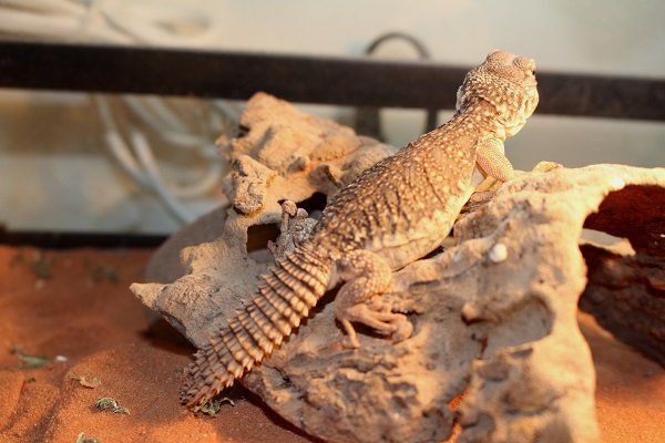 画像7: モロッコサバクトゲオアガマ　　 (7)