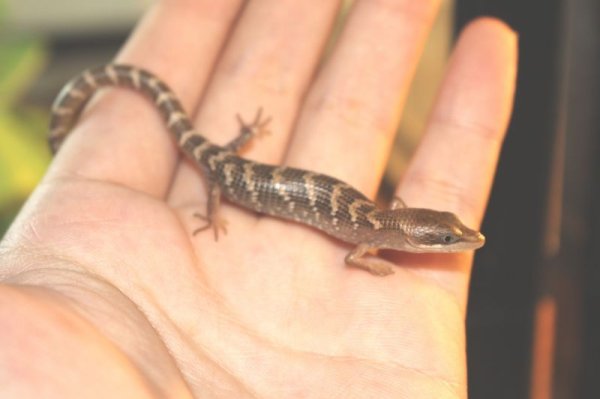 画像8: テキサスアリゲータートカゲ (8)