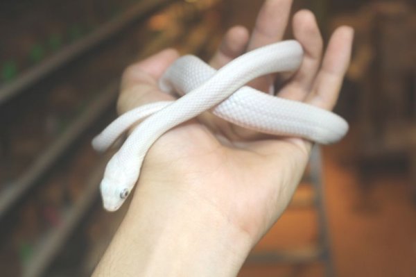 画像2: リューシスティックブラックラットスネーク　 (2)