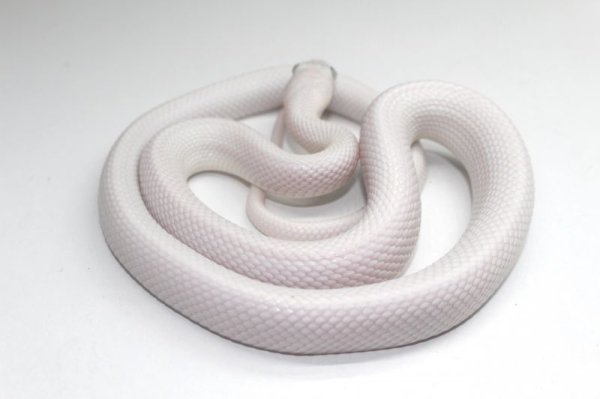 画像4: リューシスティックブラックラットスネーク　 (4)