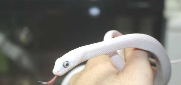 画像3: リューシスティックブラックラットスネーク　 (3)