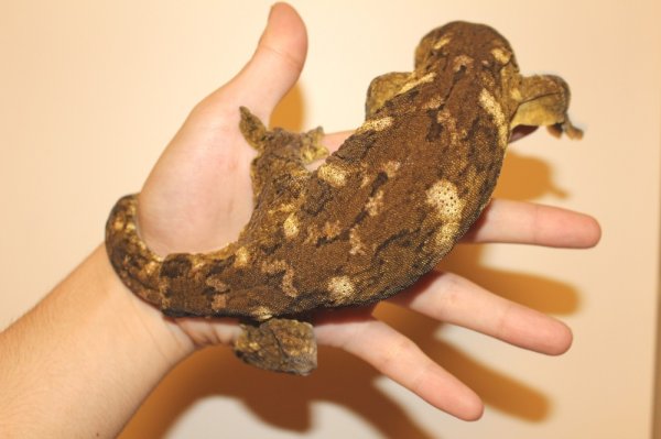 画像4: ニューカレドニアジャイアントゲッコー　グランテラ　マウントコーギ　 (4)