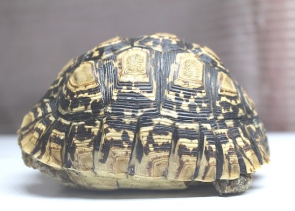 画像2: ソマリアリクガメＤ個体 (2)