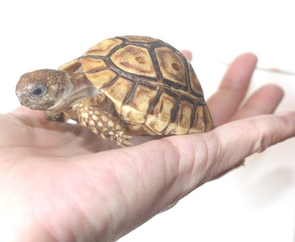 画像2: バブコックヒョウモンリクガメ　ケニア東部産　Ａ個体　ご売約済み (2)