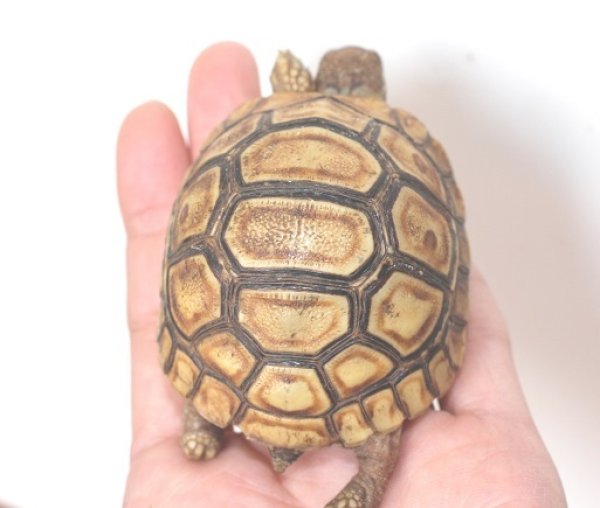 画像5: バブコックヒョウモンリクガメ　ケニア東部産　Ａ個体　ご売約済み (5)