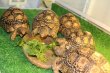 画像7: ソマリアリクガメＡ個体 T様ご売約 (7)