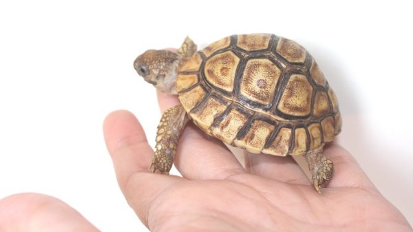 画像3: バブコックヒョウモンリクガメ　ケニア東部産　Ａ個体　ご売約済み (3)